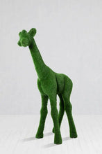 Load image into Gallery viewer, Topiary Small Giraffe
