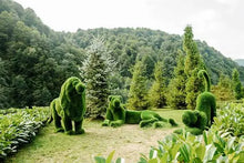 Load image into Gallery viewer, Topiary Standing Lion
